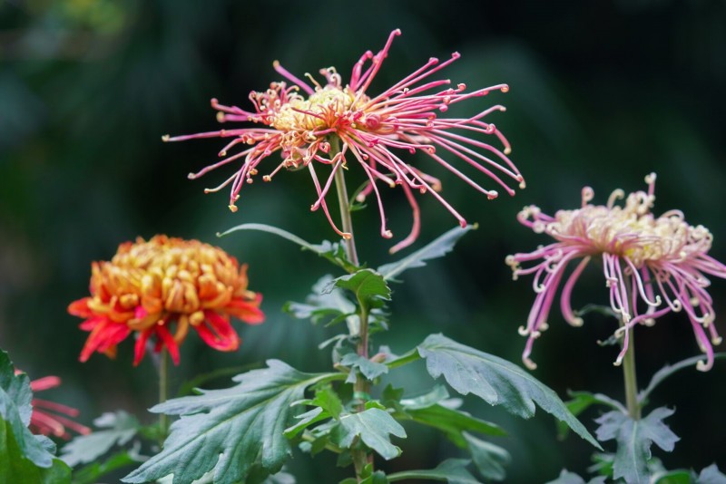 秋菊+四川成渝高速公路股份有限公司成渝分公司资阳管理处+贺晓