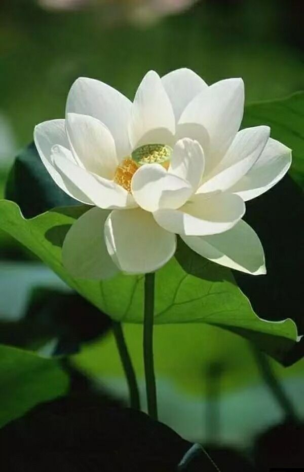 净——四川成渝高速公路股份有限公司成渝分公司唐艳