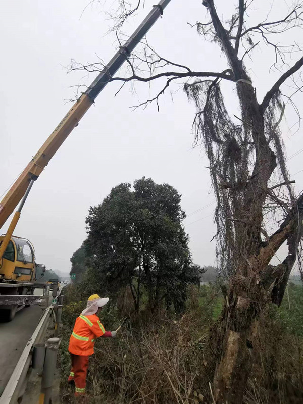 资阳管理处开展沿线道路枯树清理