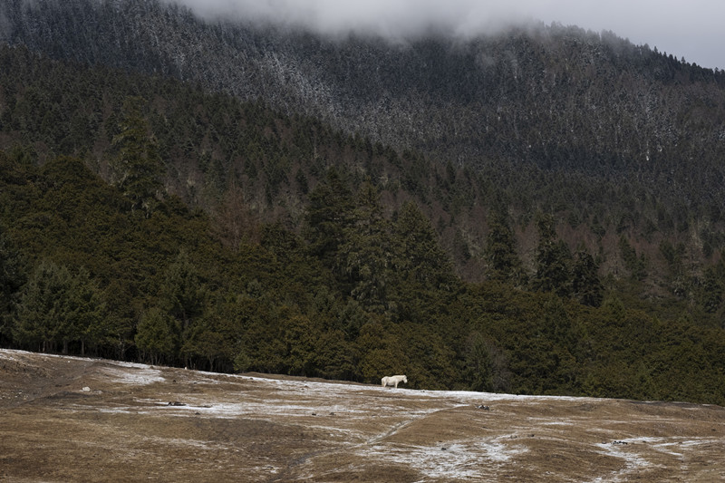 似等故人归——四川成渝高速公路股份有限公司成渝分公司 张德忠_副本