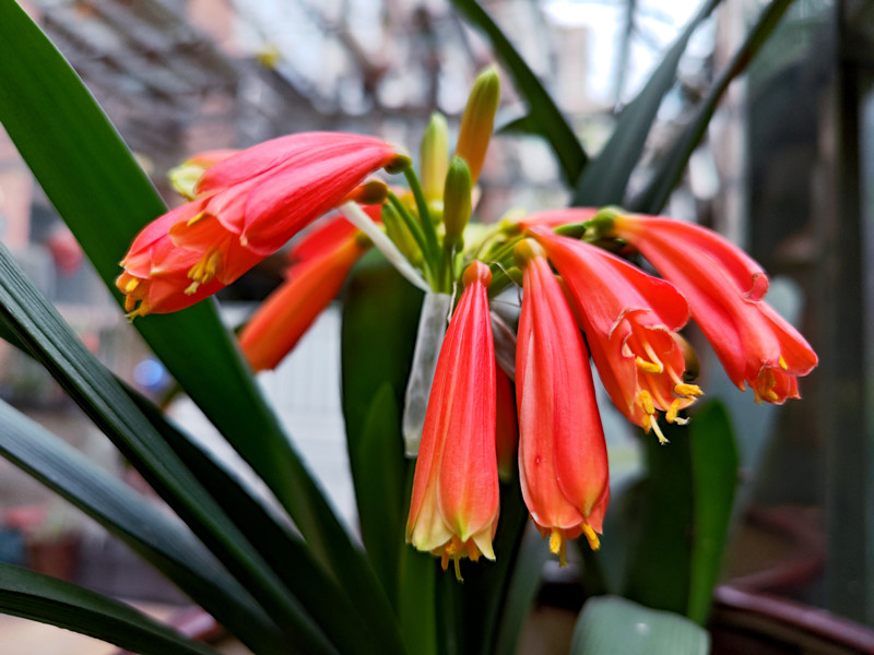 冬日里君子兰——四川成渝高速公路股份有限公司成渝分公司刘志伯_副本