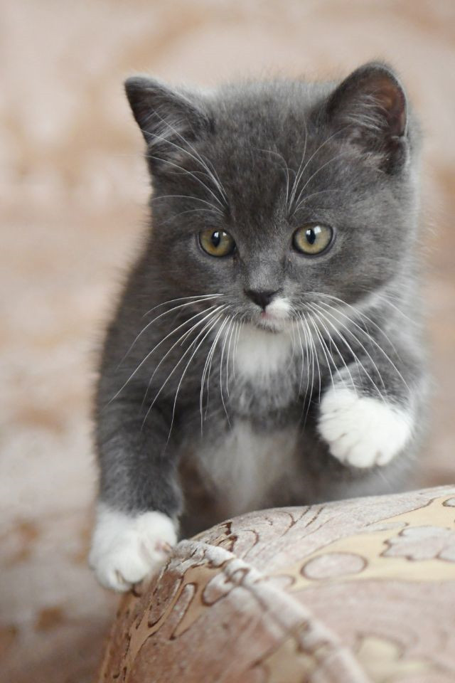 全神贯注——四川成渝高速公路股份有限公司成渝分公司 蒙丽琴_副本