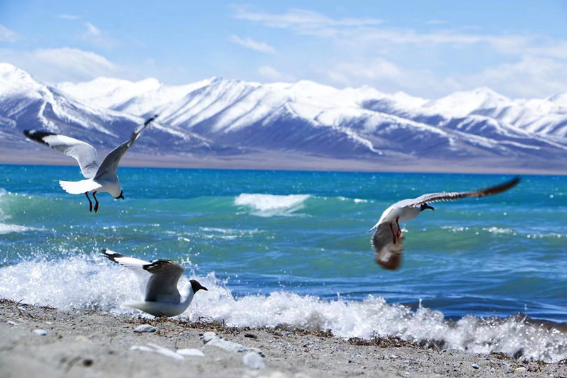 与浪共舞——四川成渝高速公路股份有限公司成渝分公司 苏堃_副本