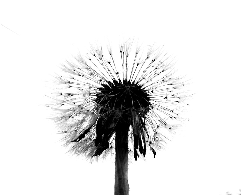 77、黑白配+四川成渝高速公路股份有限公司成渝分公司资阳管理处+邹丽_副本