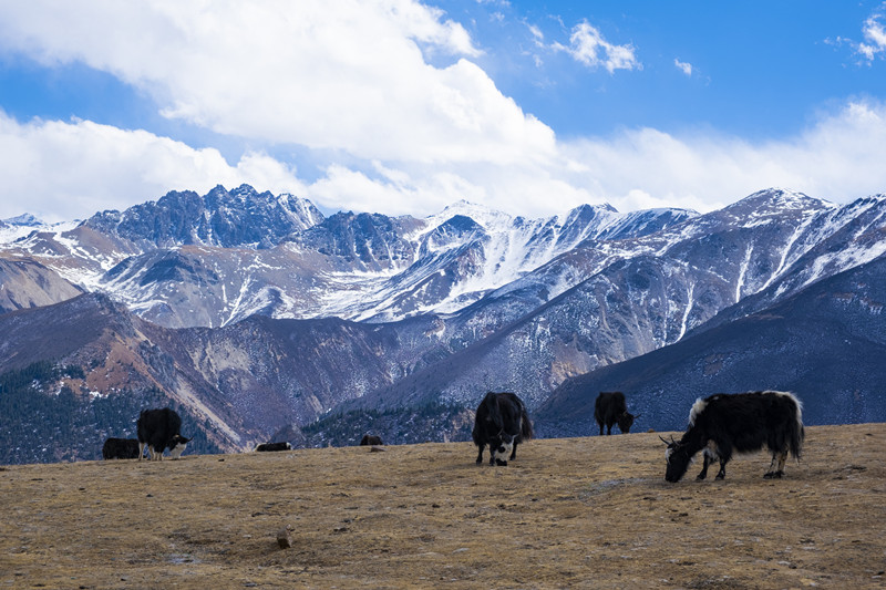 万物栖息——四川成渝高速公路股份有限公司成渝分公司 林志业_副本