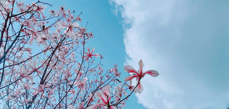 辛夷花——四川成渝高速公路股份有限公司成渝分公司肖佳纬_副本