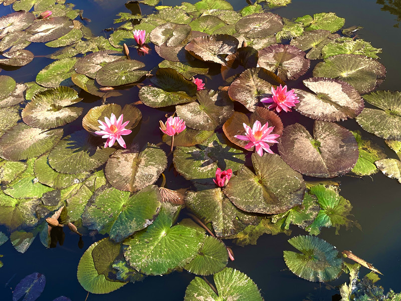 出水芙蓉-四川成渝高速股份有限公司成渝分公司雷雅君_副本