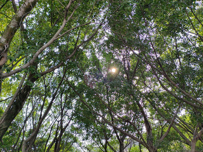 153、绿荫+四川成渝高速公路股份有限公司成渝分公司资阳管理处+黄旭鹰