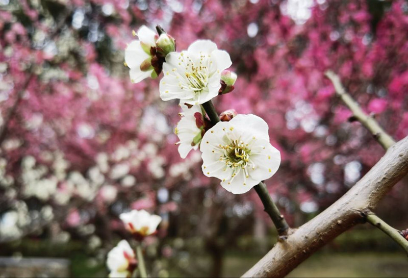 春暖花开——四川成渝高速公路股份有限公司成渝分公司林英_副本