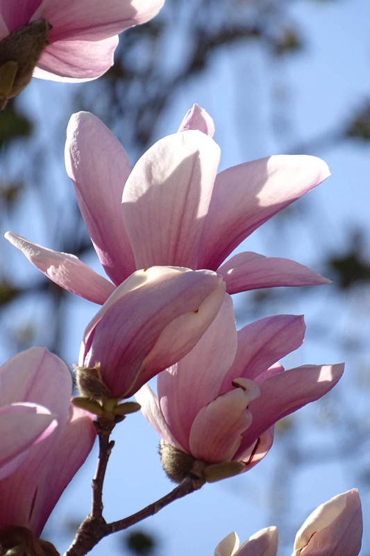 喜迎春天——四川成渝高速公路股份有限公司成渝分公司吴先菊_副本