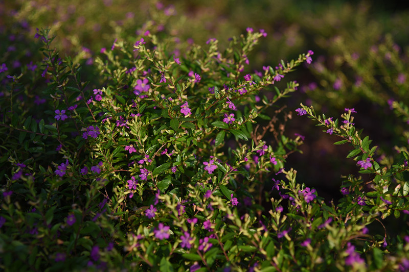 238、点缀+四川成渝高速公路股份有限公司成渝分公司资阳管理处+王燕_副本