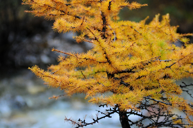 234、秋黄+四川成渝高速公路股份有限公司成渝分公司资阳管理处+王志斌_副本