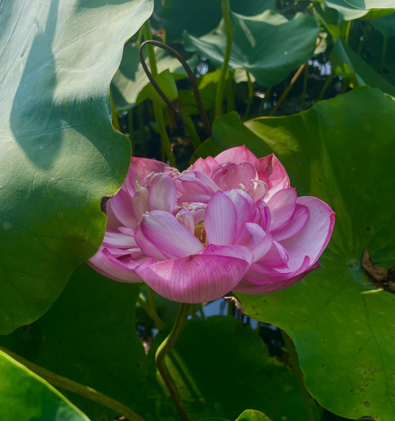 一只独秀——四川成渝高速公路股份有限公司成渝分公司杨梦婷