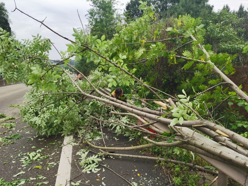 5.15+张云+资阳管理处及时制止村民违法上路砍树行为