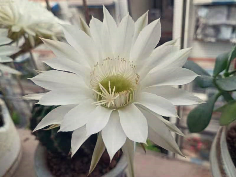 仙人球花——四川成渝高速公路股份有限公司成渝分公司陈鑫_副本