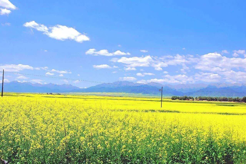 油菜花开——四川成渝高速公路股份有限公司成渝分公司肖佳玮_副本