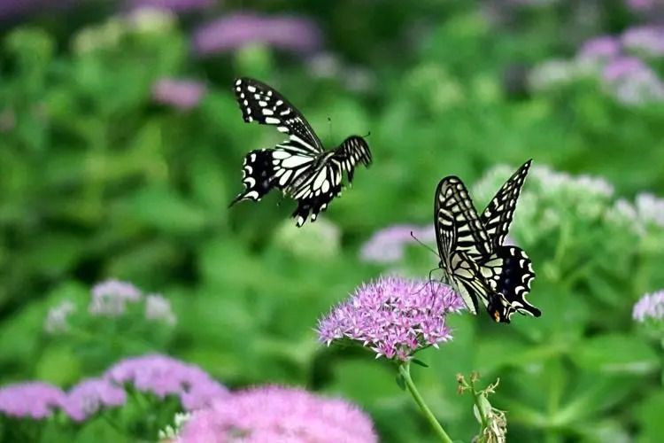 双蝶戏花——四川成渝高速公路股份有限公司成渝分公司林英_副本