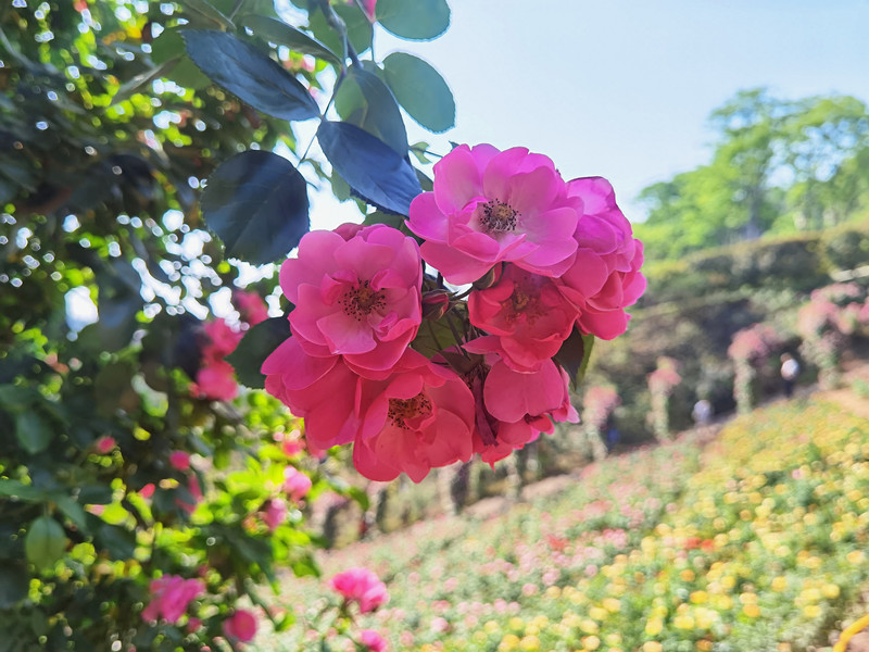 301、蔷薇花开+四川成渝高速公路股份有限公司成渝分公司资阳管理处+邹丽_副本