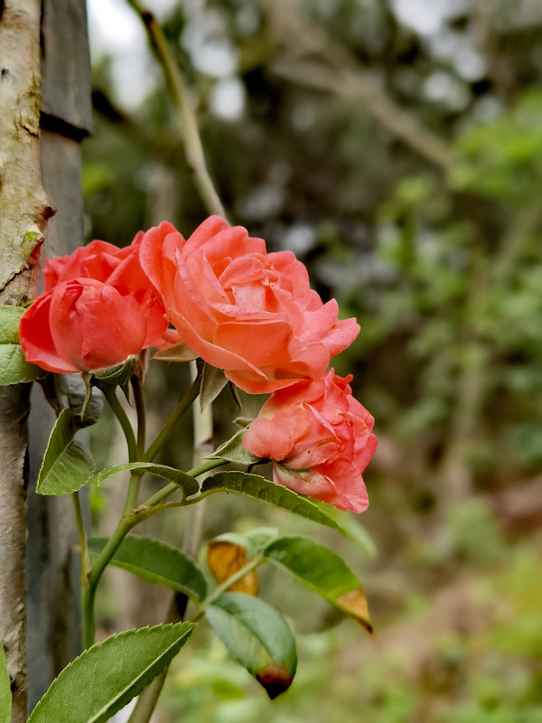 338、春日舞者+垂丝梅花+四川成渝高速公路股份有限公司成渝分公司资阳管理处+邹丽_副本