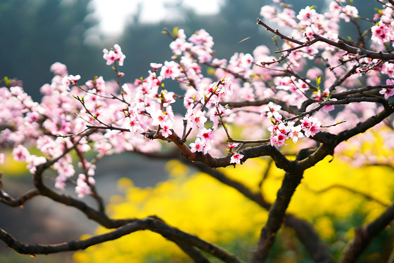 343、桃花开了+垂丝梅花+四川成渝高速公路股份有限公司成渝分公司资阳管理处+贺晓_副本