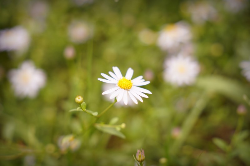 生如夏花+四川成渝高速公路股份有限公司成渝分公司资阳管理处+王燕