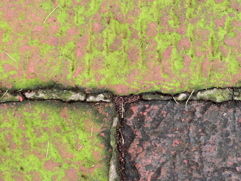 苔痕上阶绿+十分秋色+四川成渝高速公路股份有限公司成渝分公司资阳管理处+邹丽