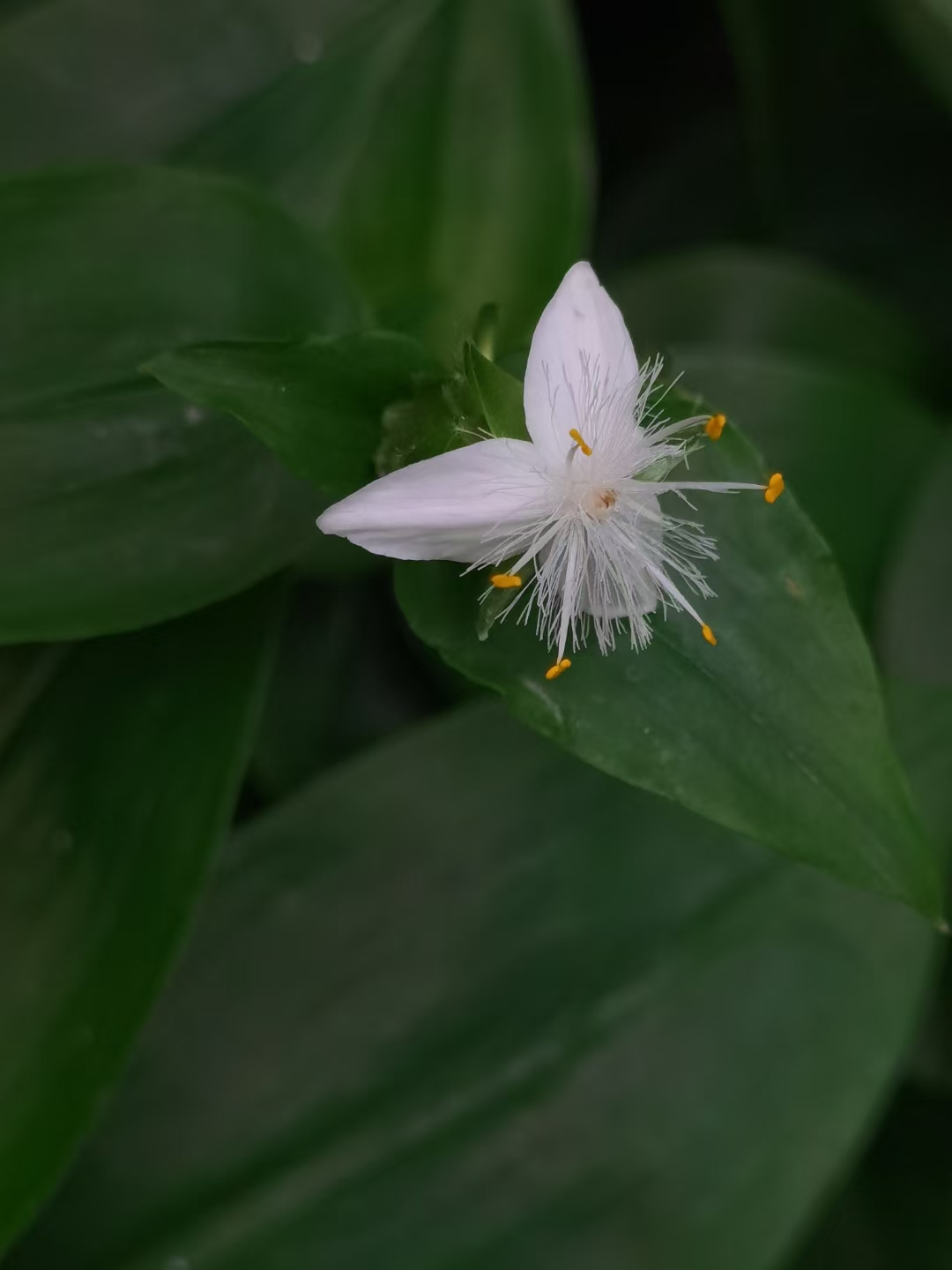 心花怒放+成都管理处+黄露