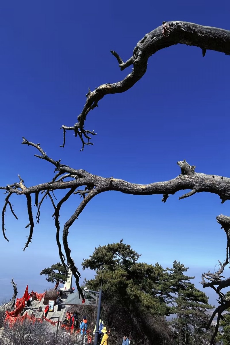 华山古树+四川成渝高速公路股份有限公司成渝分公司资阳管理处+陈璐