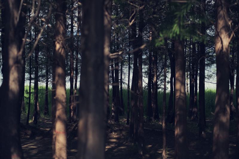 光影斑驳——四川成渝高速公路股份有限公司成渝分公司吴云_副本