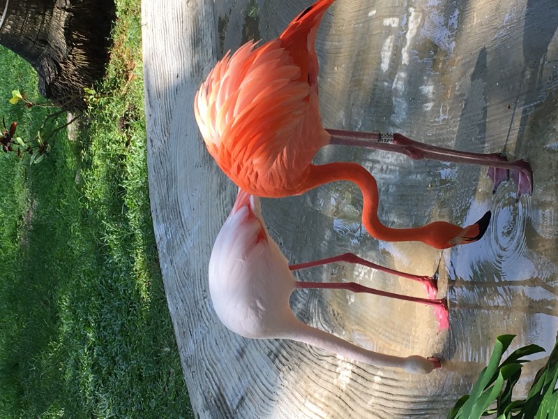 火烈鸟+成都管理处+周德全