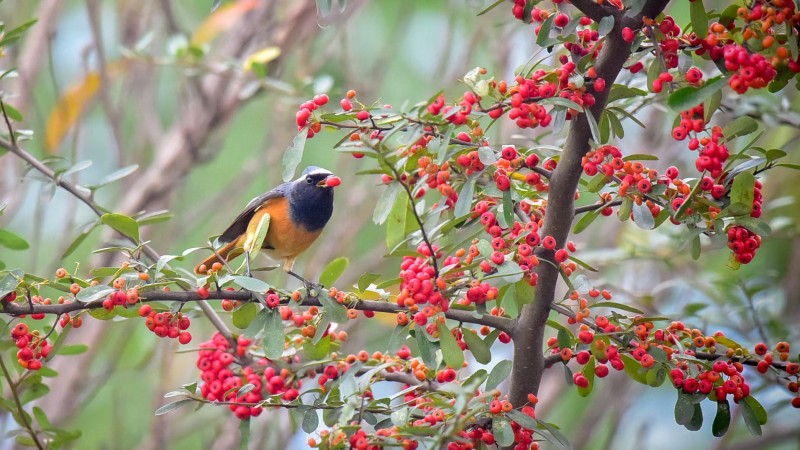 一饮一啄+成都管理处+陈节