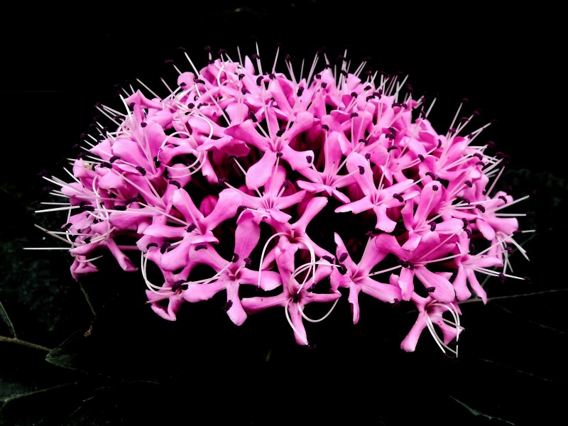 花团锦簇+四川成渝高速公路股份有限公司成渝分公司资阳管理处+邹丽