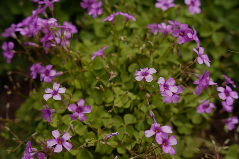 酢浆草+四川成渝高速公路股份有限公司成渝分公司资阳管理处+王燕