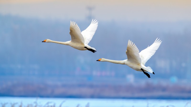 比翼齐飞+成渝分成都处+李云建