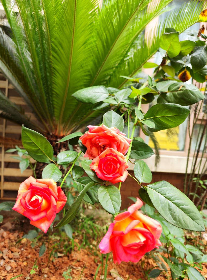 玫瑰与铁树共存+成都管理处+刘志伯