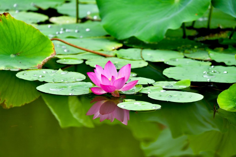 水墨润湿的情怀+成渝分成都处+林萍