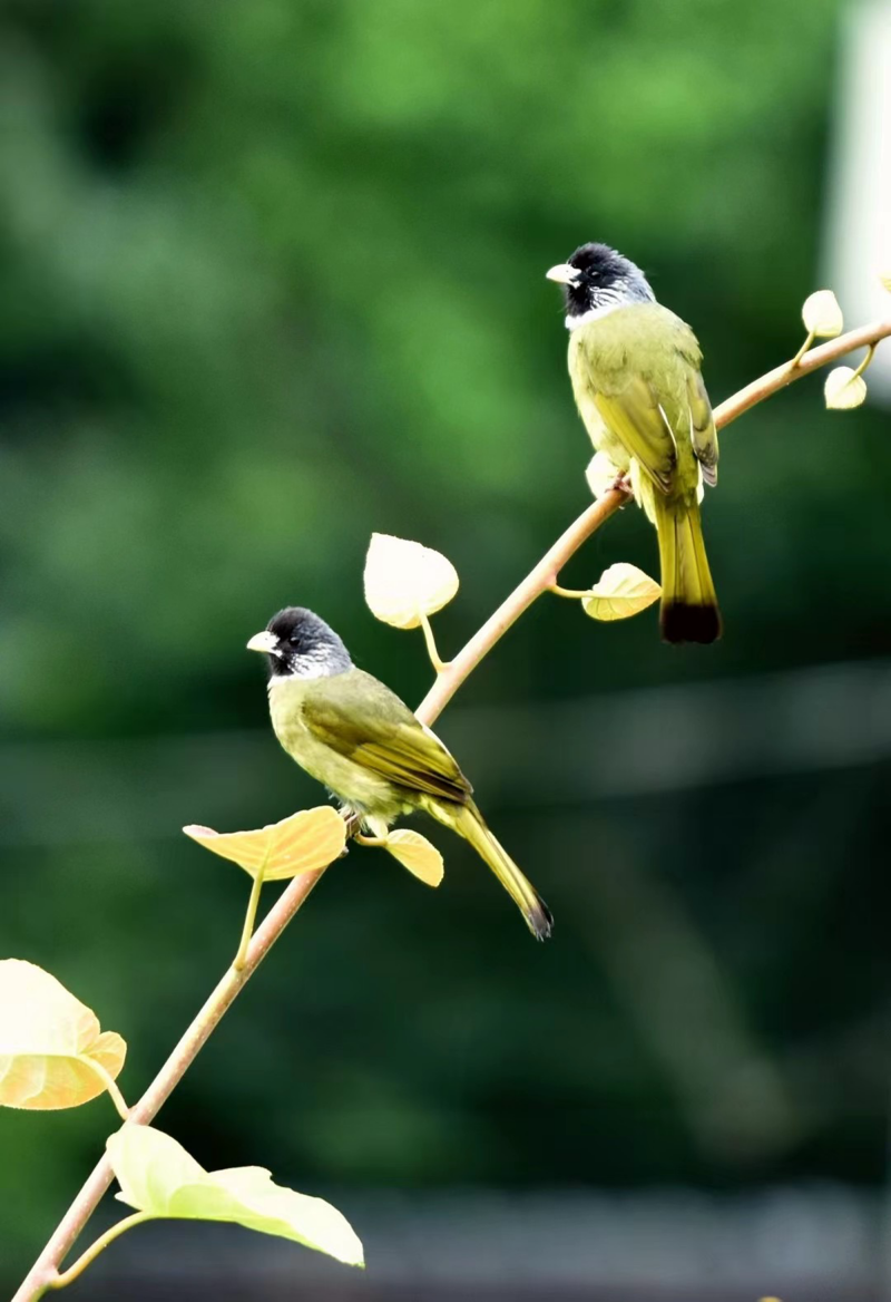 翘枝头+四川成渝高速公路股份有限公司成渝分公司资阳管理处+曾建