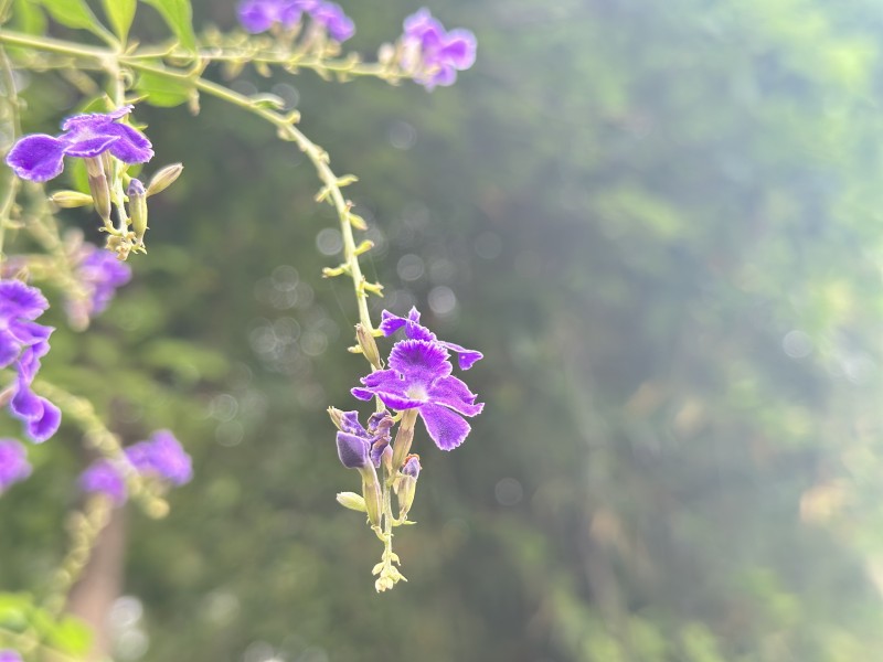 紫韵——四川成渝高速公路股份有限公司成渝分公司  孙东华