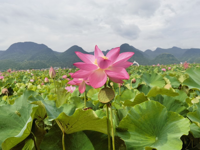 映日荷花——四川成渝高速公路股份有限公司成渝分公司 杨智勇