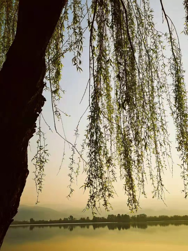 黄昏垂柳+成都管理处+吴先菊