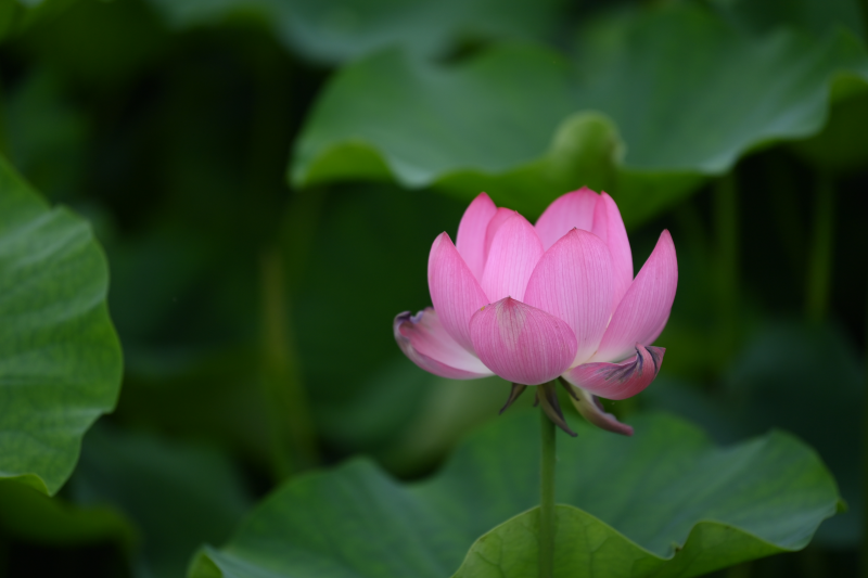 秋水芙蓉+成都管理处+贺雯