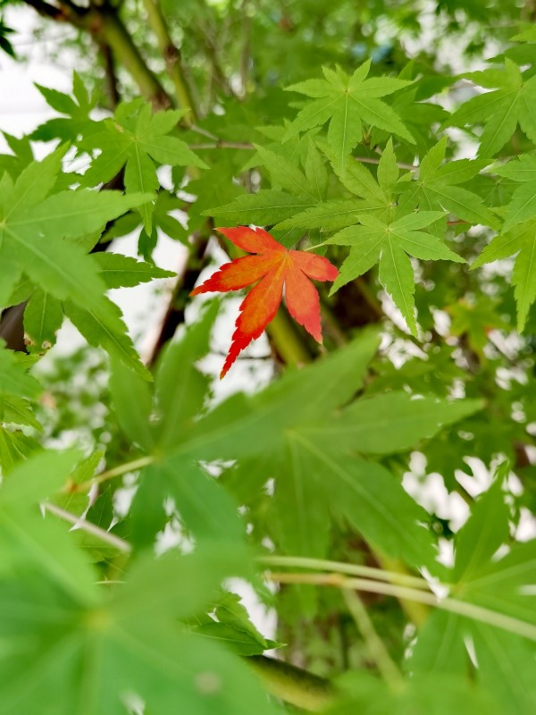 秋日限定+四川成渝高速公路股份有限公司成渝分公司资阳管理处+邹丽