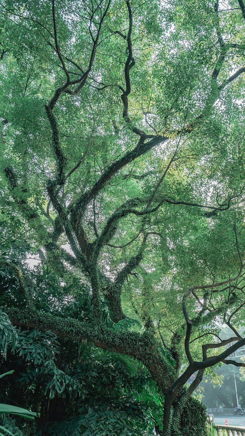 绿野仙踪+成都管理处+王艇