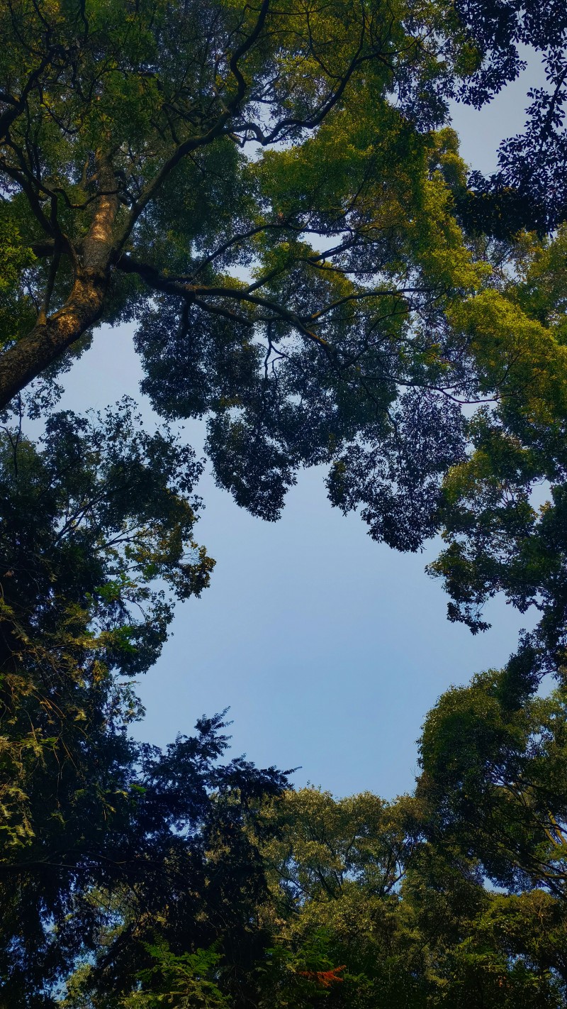 绿树成荫+王琴+成都管理处