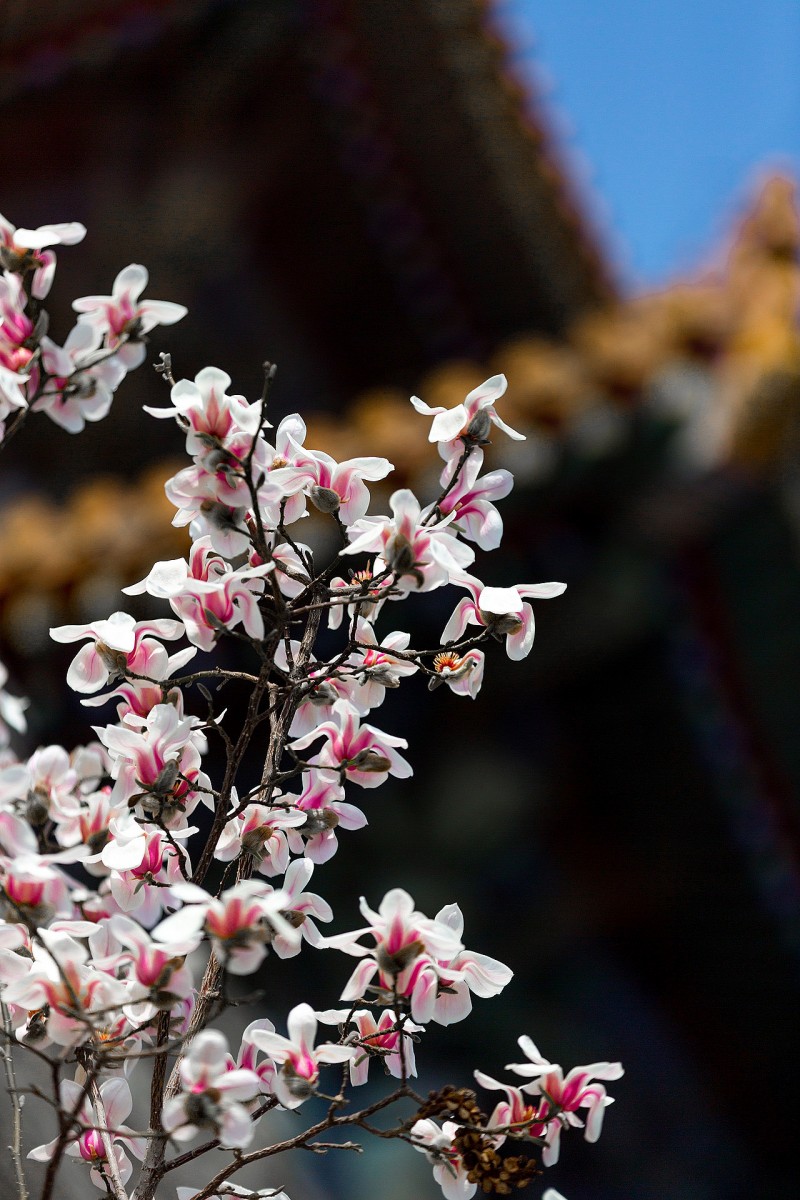 白玉压枝头+成都管理处+林志业