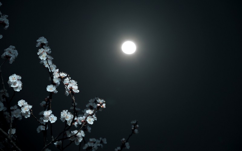 夜月照花明+成都管理处+李洪琼