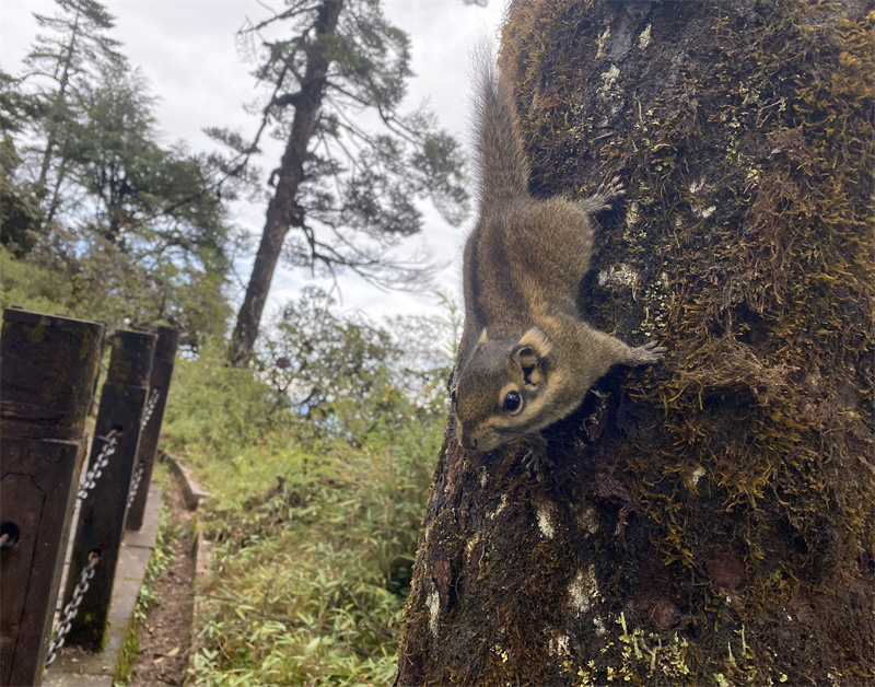 森林小精灵+四川成渝高速公路股份有限公司成渝分公司资阳管理处+李林