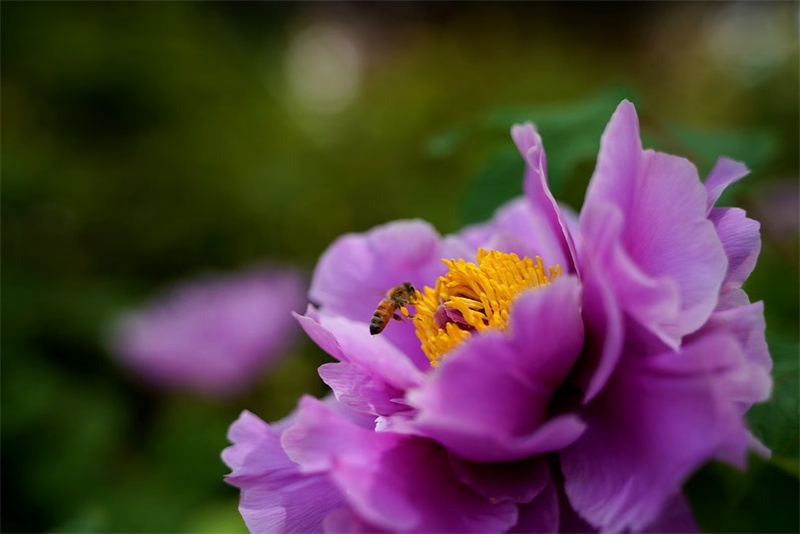 花开富贵+成都管理处+贺雯