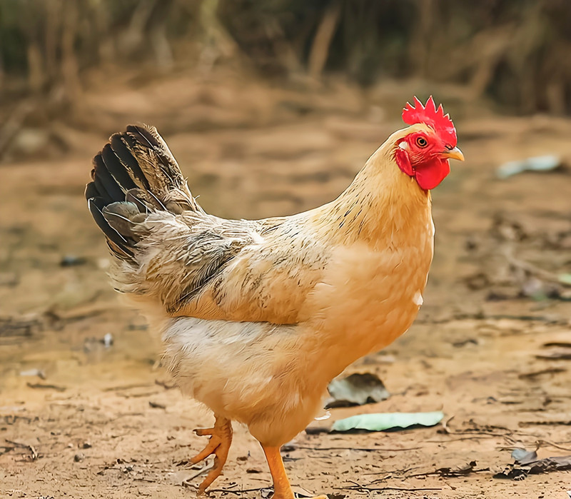 自由自在——四川成渝高速公路股份有限公司成渝分公司吴嗣芳_副本