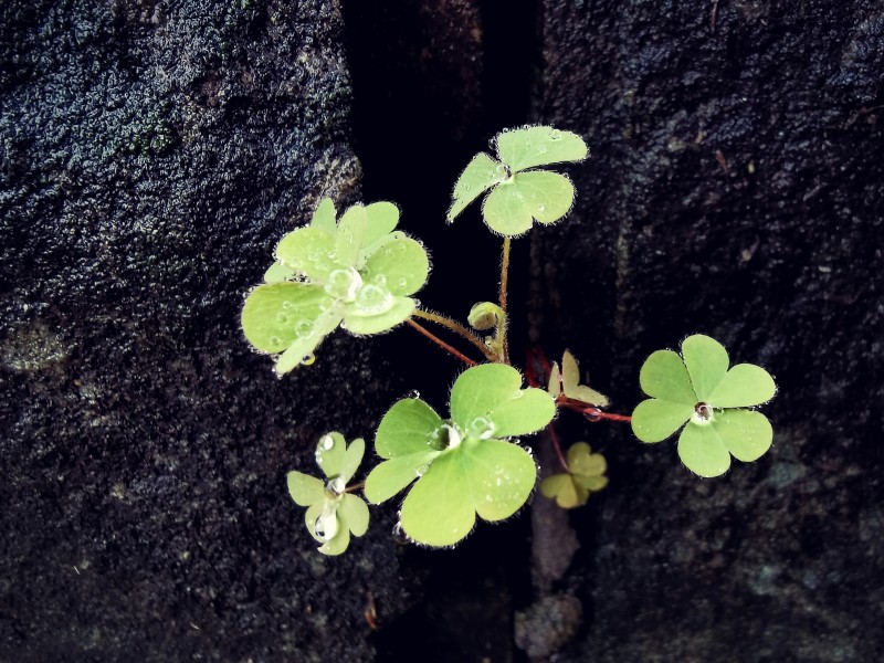 独自绽放+四川成渝高速公路股份有限公司成渝分公司资阳管理处+邹丽